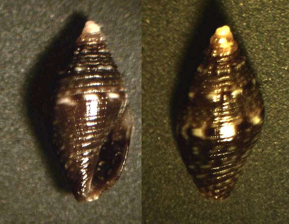Image of Mitromorpha hierroensis Mifsud 2001