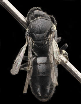 Image of Hylaeus verticalis (Cresson 1869)