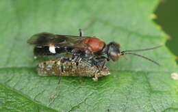 Image of Japanese Leafhopper