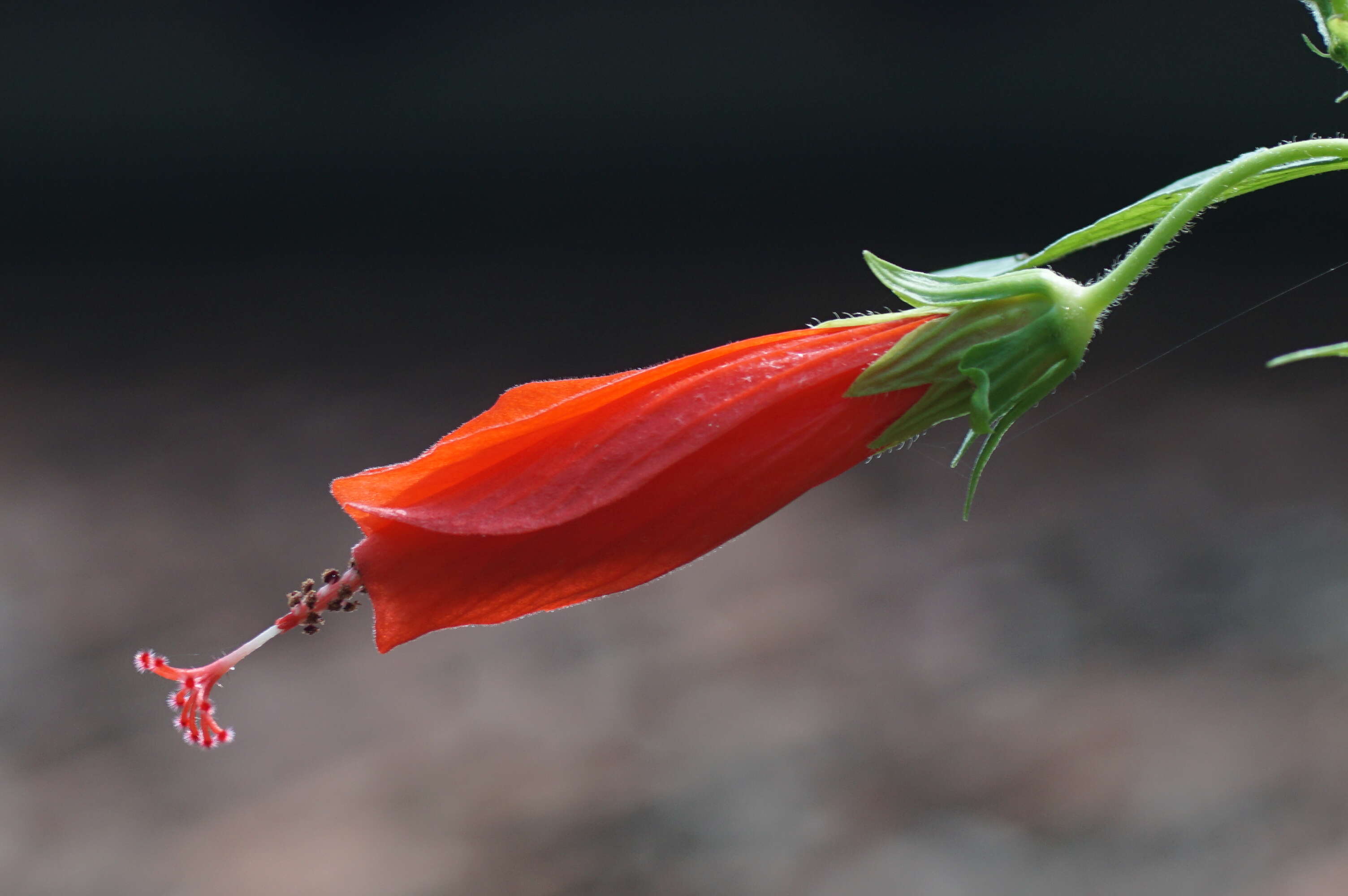 Image de Malvaviscus arboreus Cav.