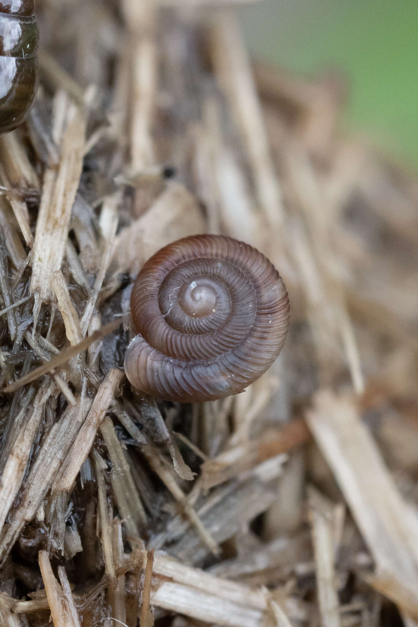 Image of rounded snail