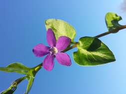 Image of Greater Periwinkle