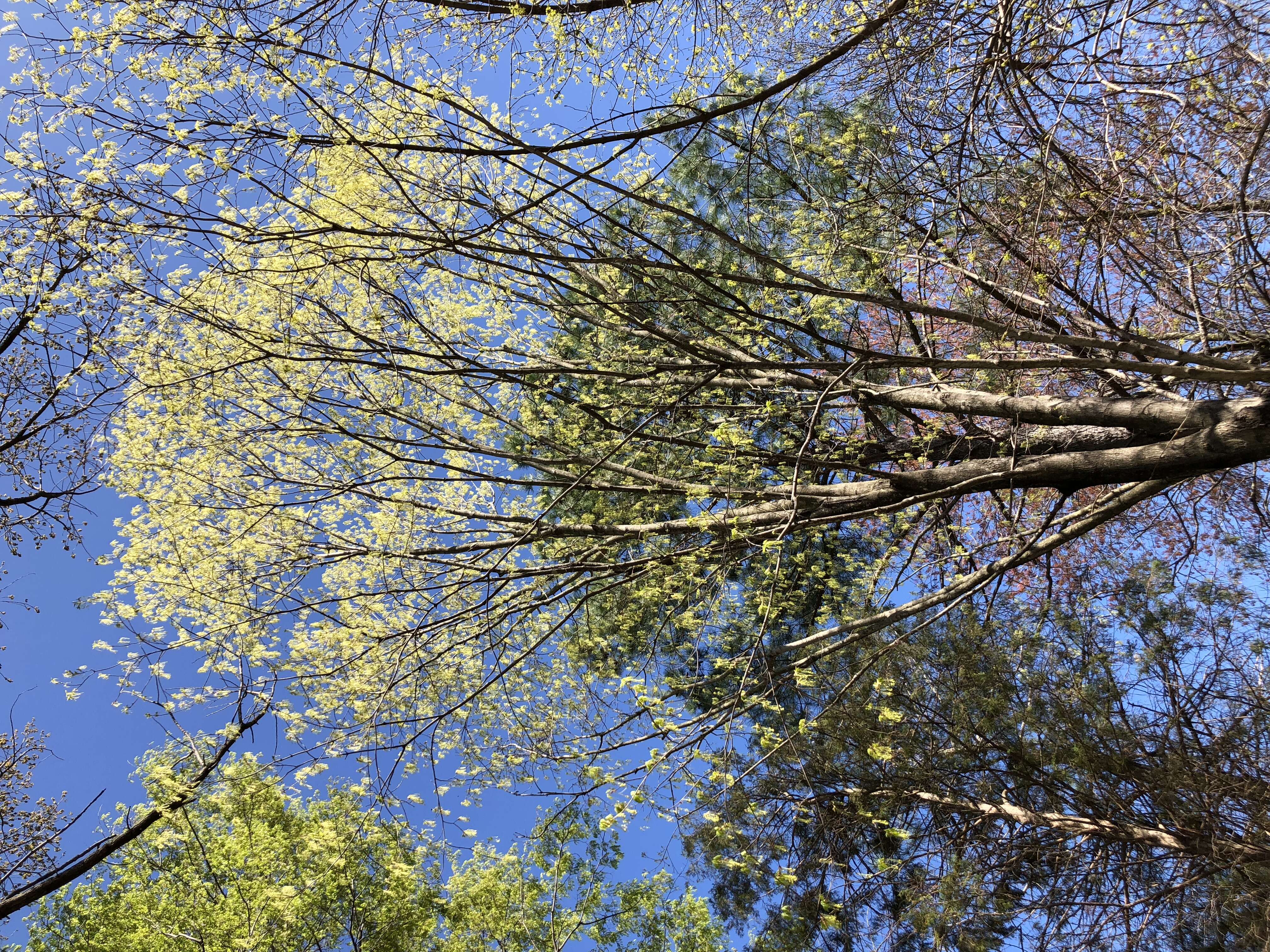 Image of sugar maple