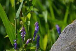 Image of bird vetch