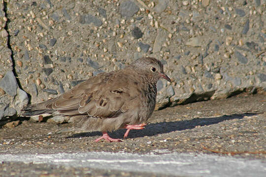 Image of Common Ground Dove