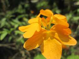 Image of Crossandra infundibuliformis (L.) Nees