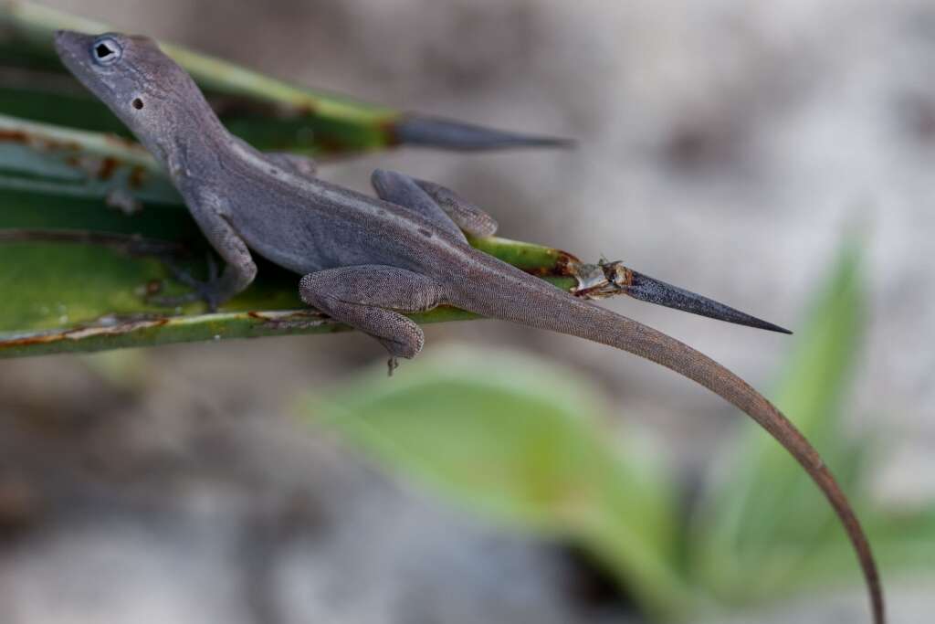 Image de Anolis scriptus Garman 1887