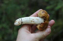 Image of Stinking Russula