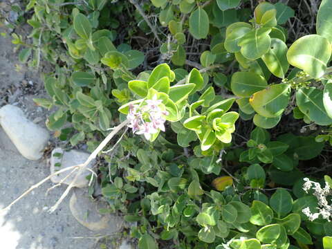 Image of Solanum africanum Dun.