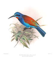 Image of Blue-headed Bee-eater
