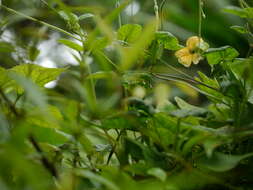 Image of blackeyed Susan vine