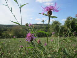 Image of brown knapweed