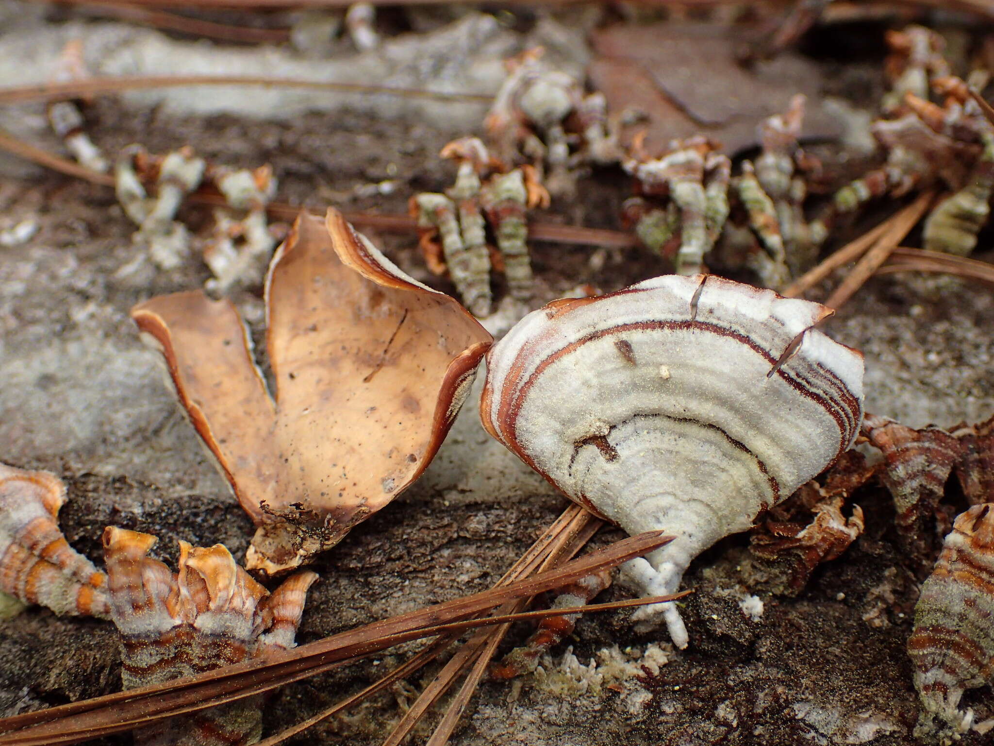 Image of False turkeytail