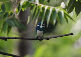 صورة Alcedo coerulescens Vieillot 1818