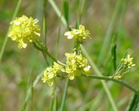 Image of Brassica rapa subsp. oleifera