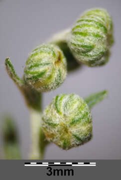 Image of Roman wormwood