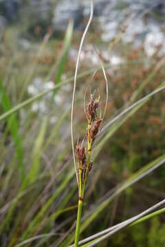 Image of Tetraria cuspidata (Rottb.) C. B. Clarke