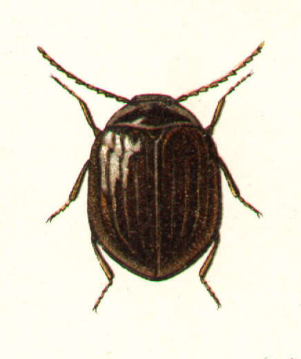 Imagem de Eubria palustris