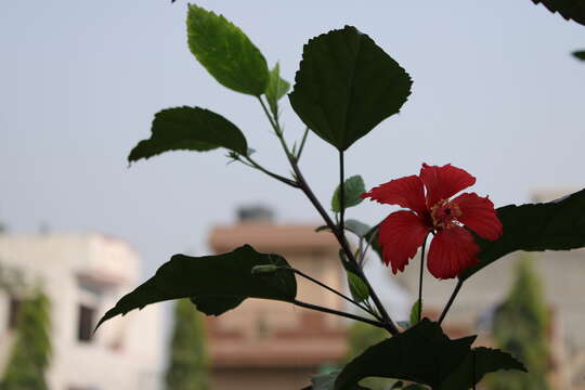 Image of rosemallow