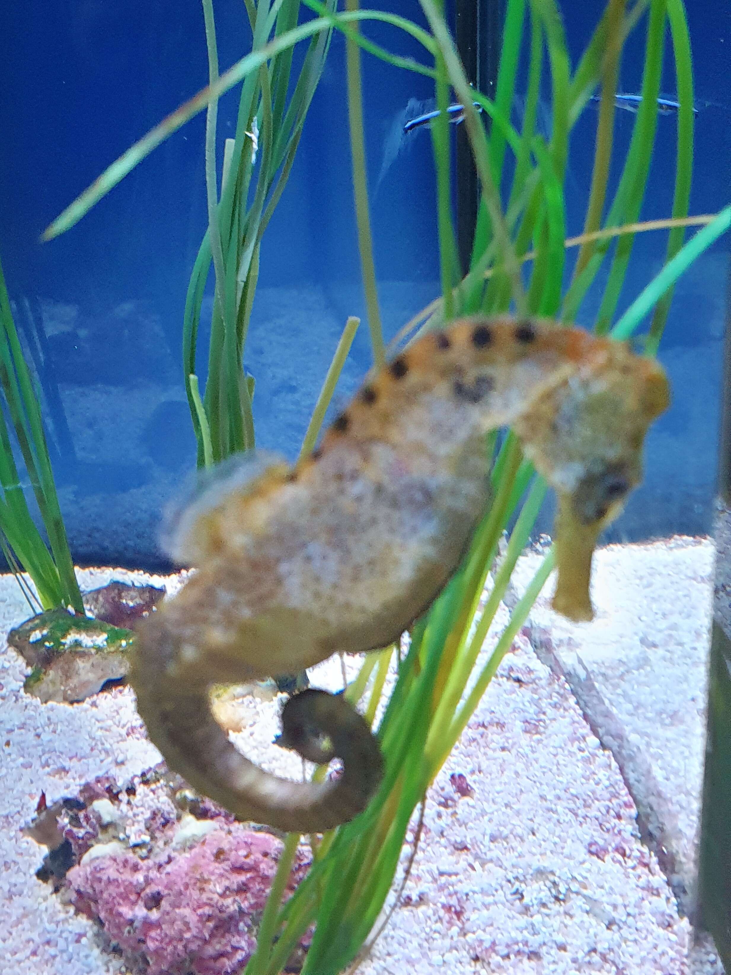 Image of Common seahorse