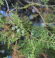 صورة Juniperus excelsa subsp. polycarpos (K. Koch) Takht.