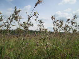 Image of bulbous bluegrass