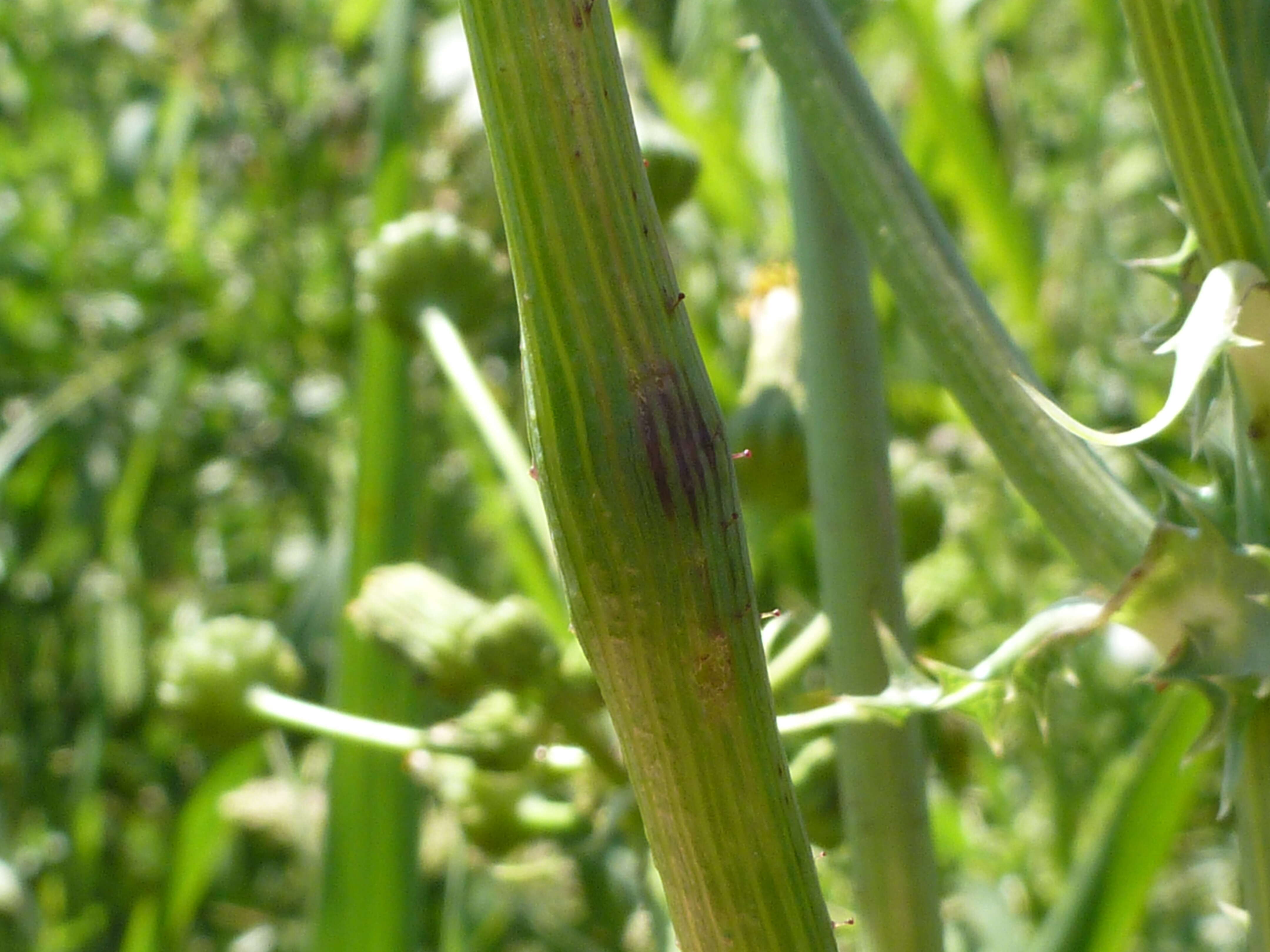 Plancia ëd Sonchus asper (L.) Hill