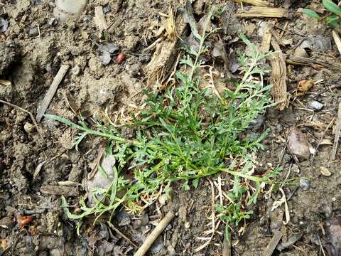 Image of Creeping Watercress