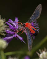 Image of Scarlet-Bodied Wasp Moth