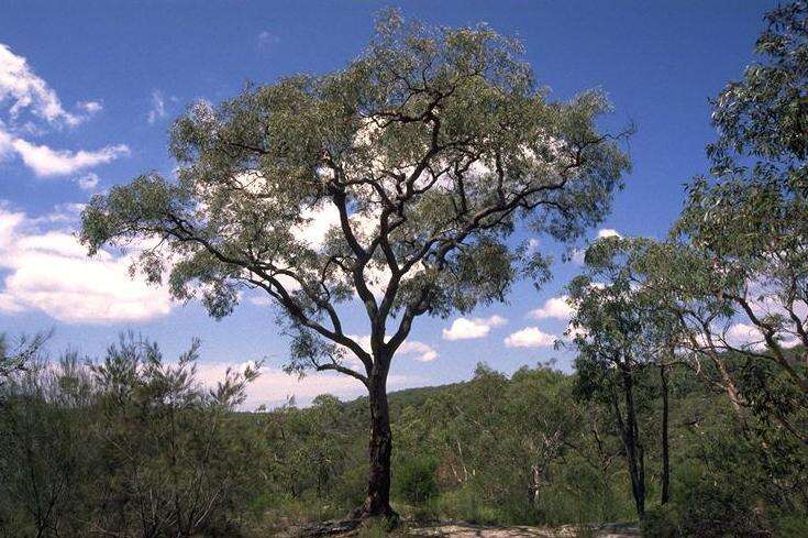 صورة Eucalyptus squamosa Deane & Maiden