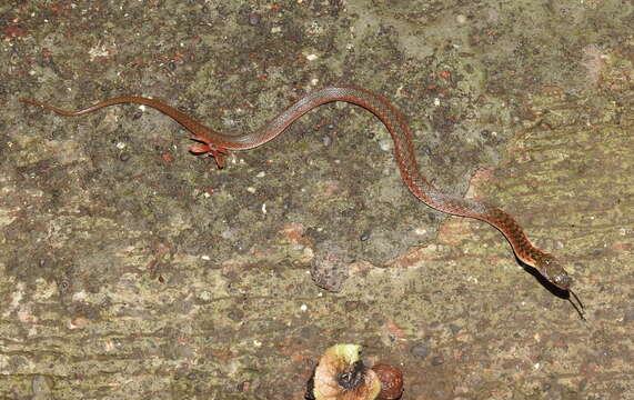 Image of Checkered Keelback Snake