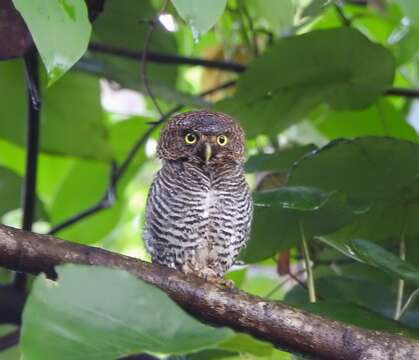 Image of Jungle Owlet