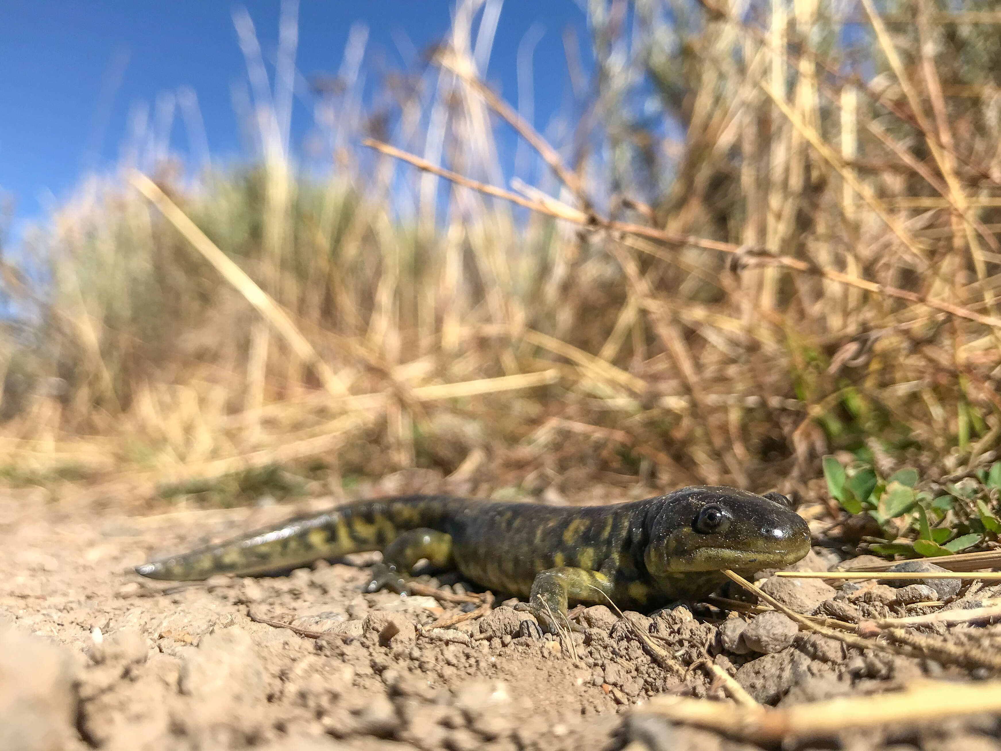 Image of Barred Tiger Salamander