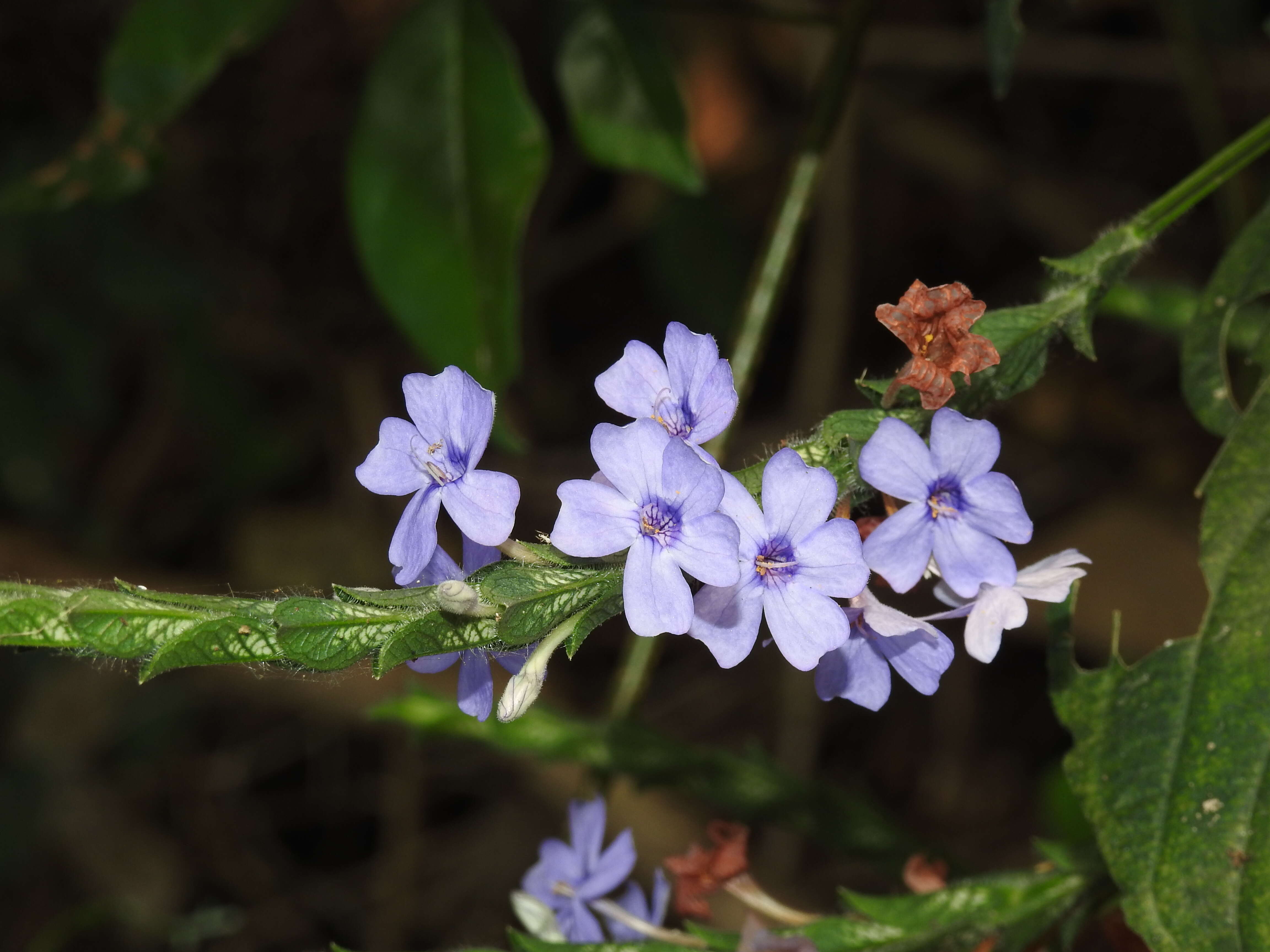 Image of Eranthemum roseum (Vahl) R. Br.