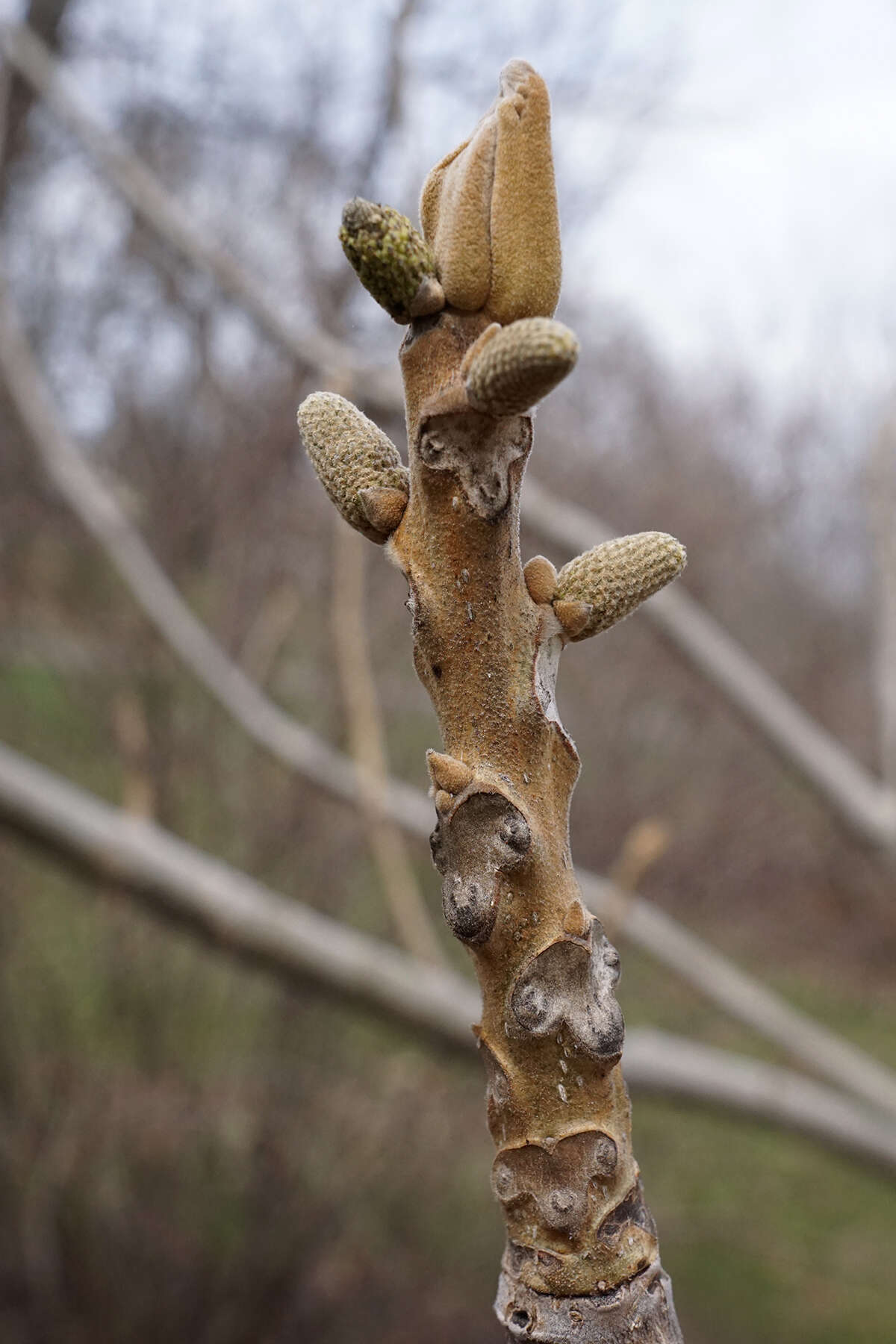 Image of Juglans ailantifolia