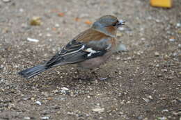 Image of Fringilla Linnaeus 1758