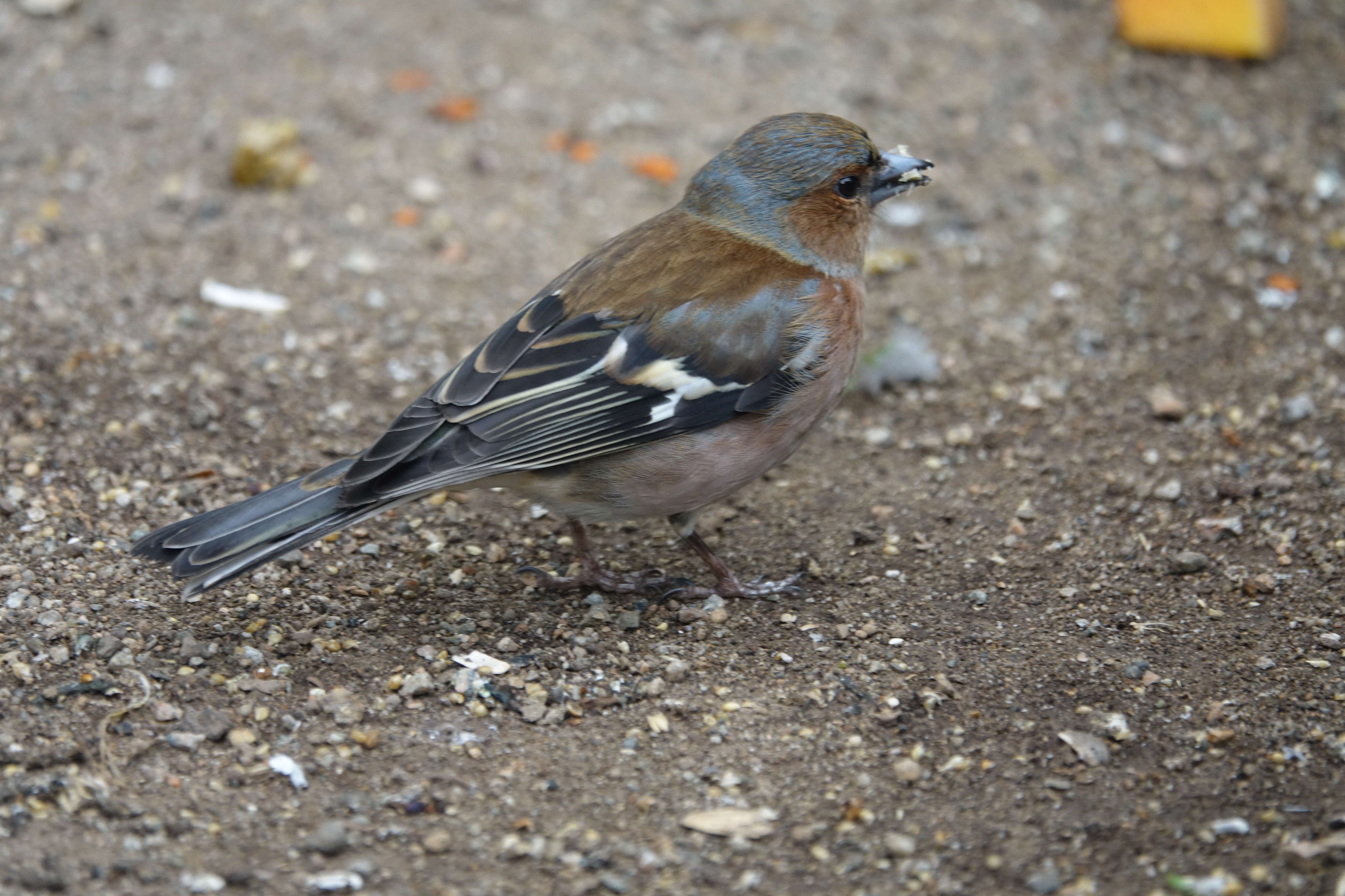 Image of Fringilla Linnaeus 1758