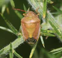 Image of Piezodorus lituratus (Fabricius 1794)