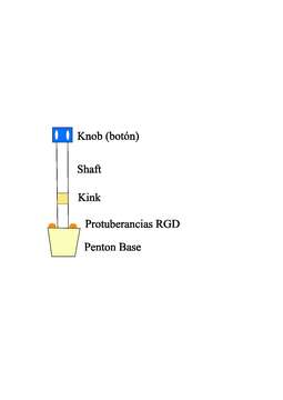 Image of adenovirus