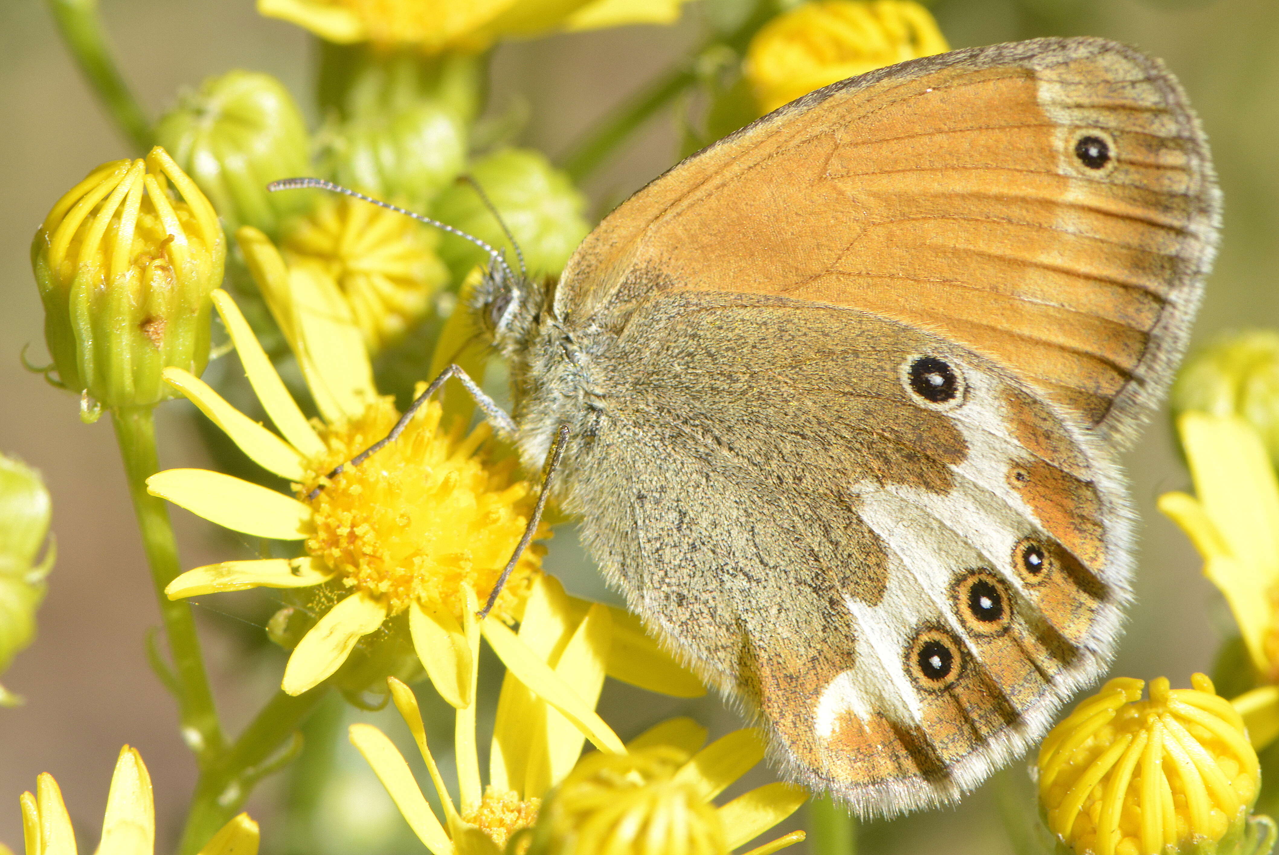 Image of pearly heath