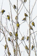 Image of Black-headed Greenfinch