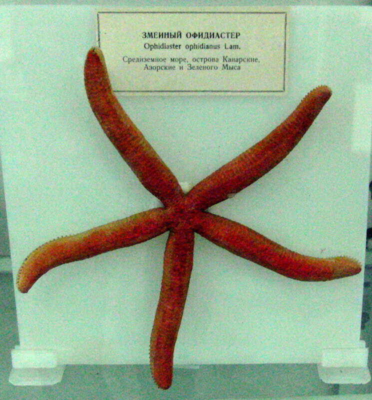 Image of Ophidiaster ophidianus (Lamarck 1816)
