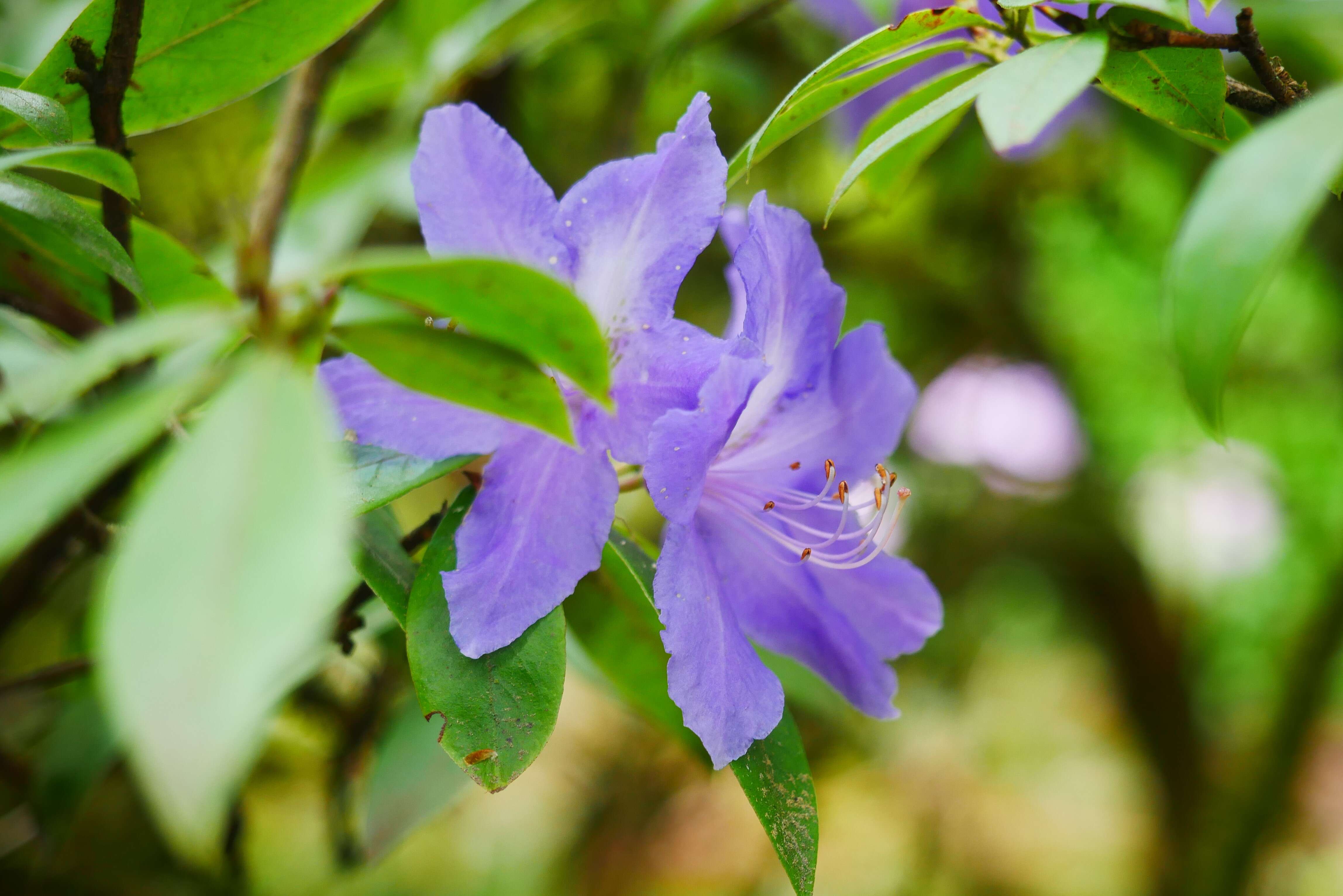 Image de Rhododendron augustinii Hemsl.