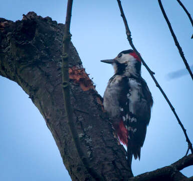 Image of Syrian Woodpecker