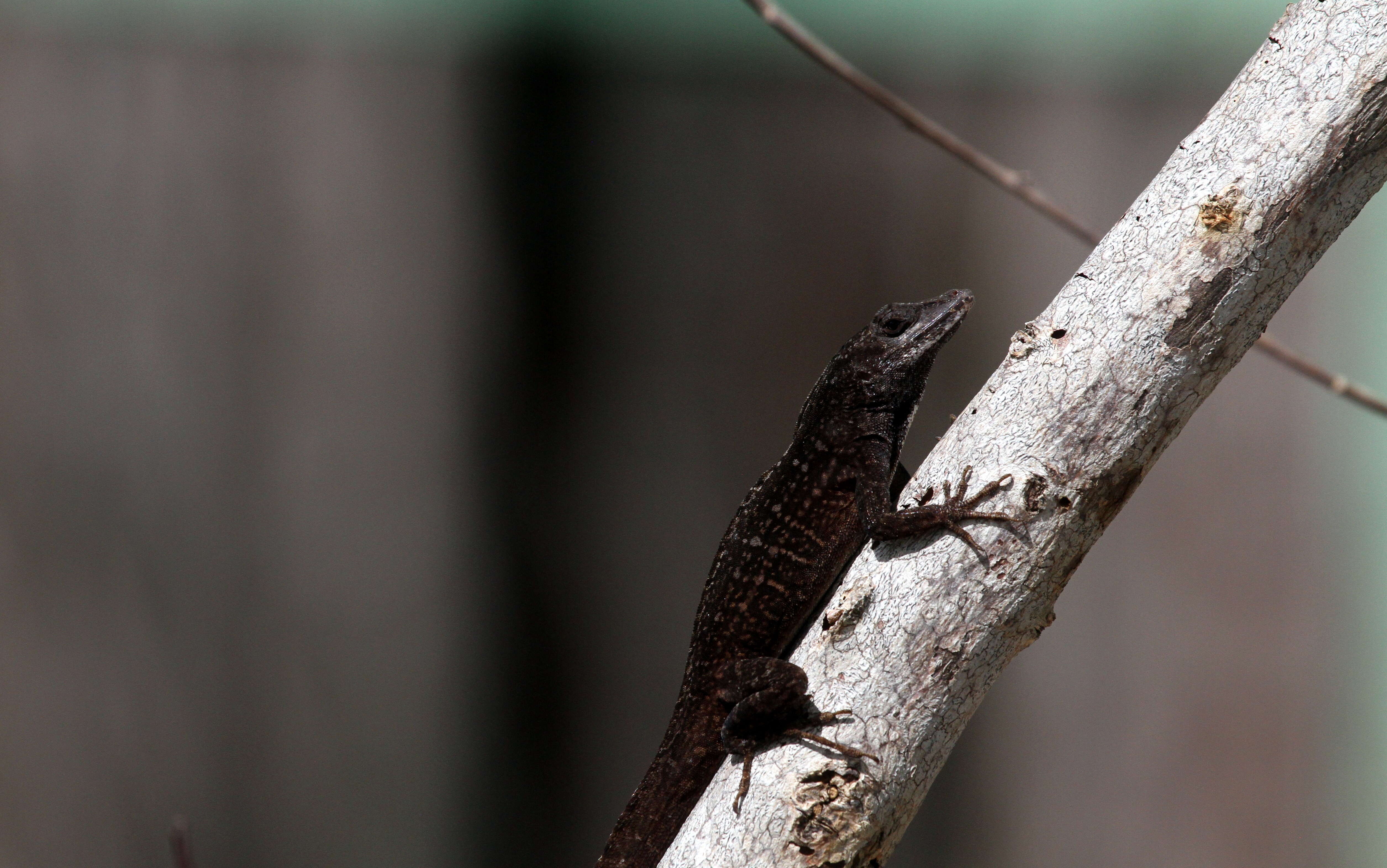 Image of Bahaman brown anole