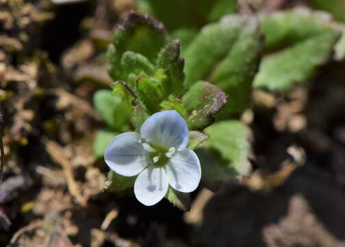 Image of Green field-speedwell