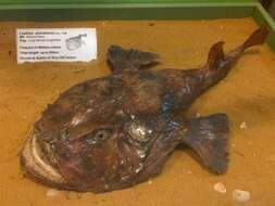 Image of Angler fish