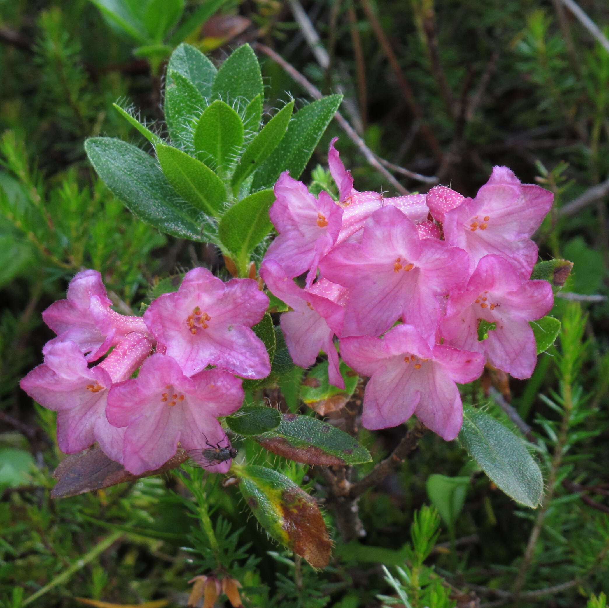 Image of Hairy Alpenrose