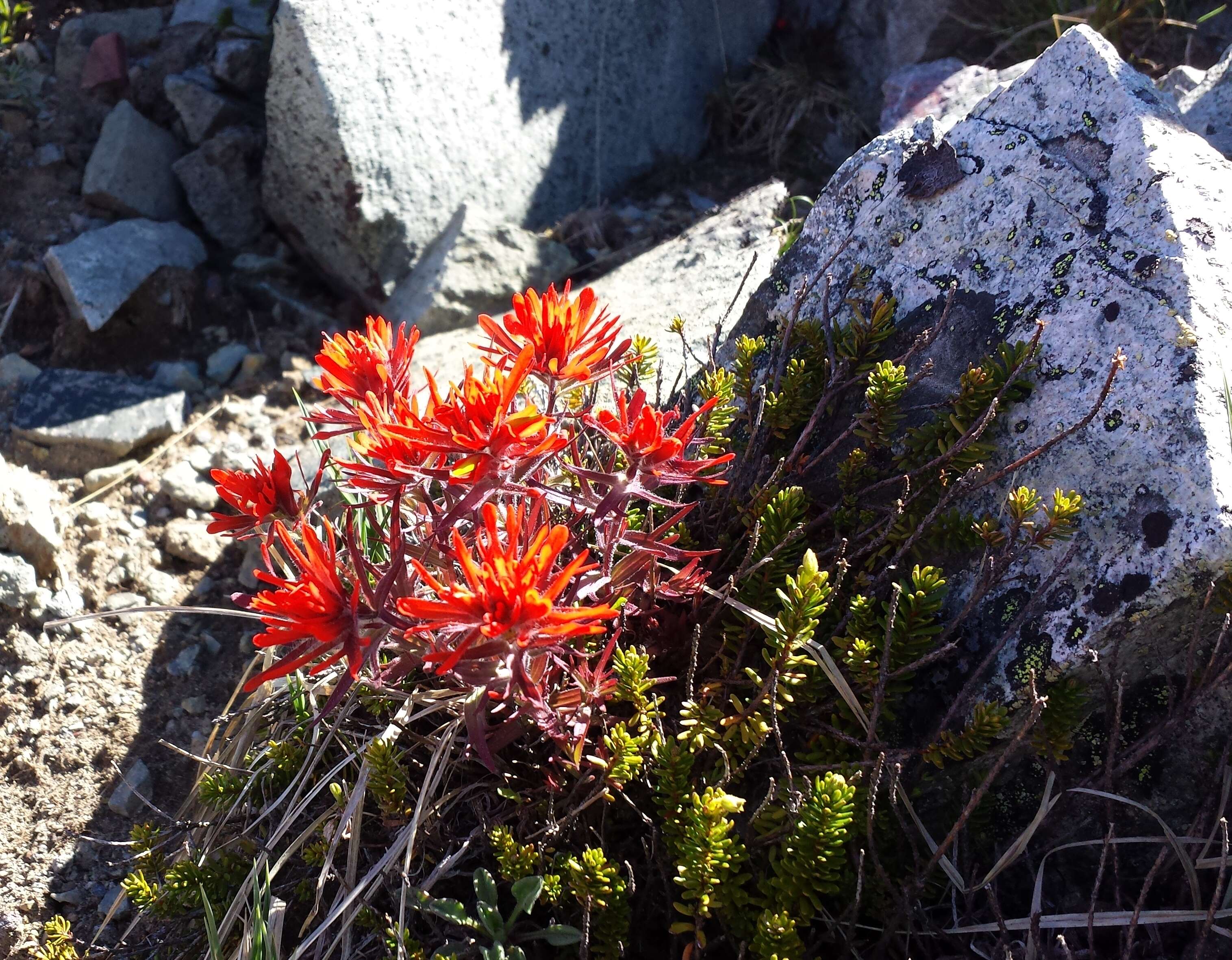 Image of pink mountainheath