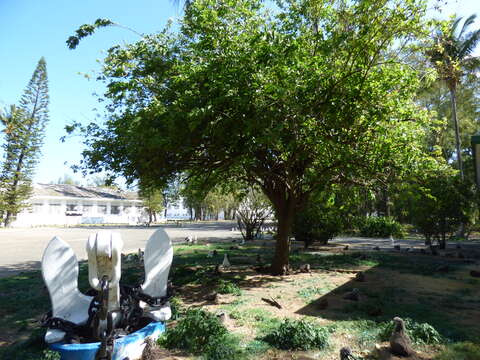 Image of white mulberry